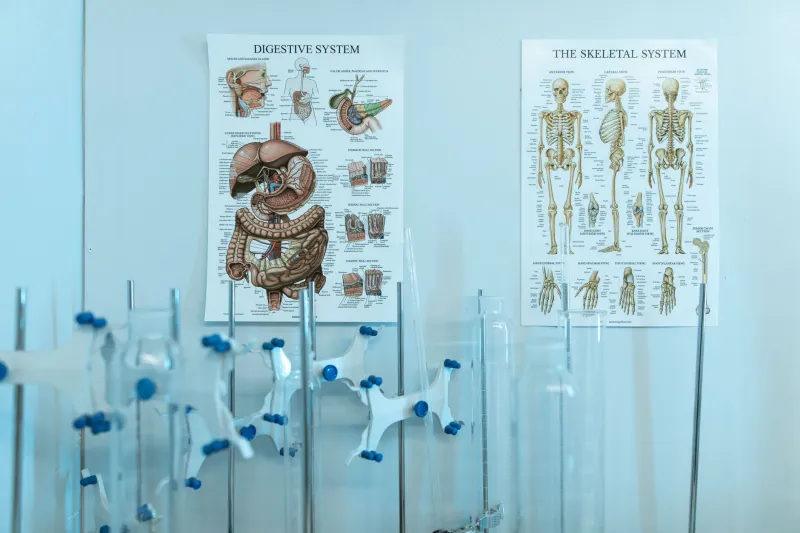 Bottoms Up: The Evolutionary Science That Explains Our Obsession With a Great Backside